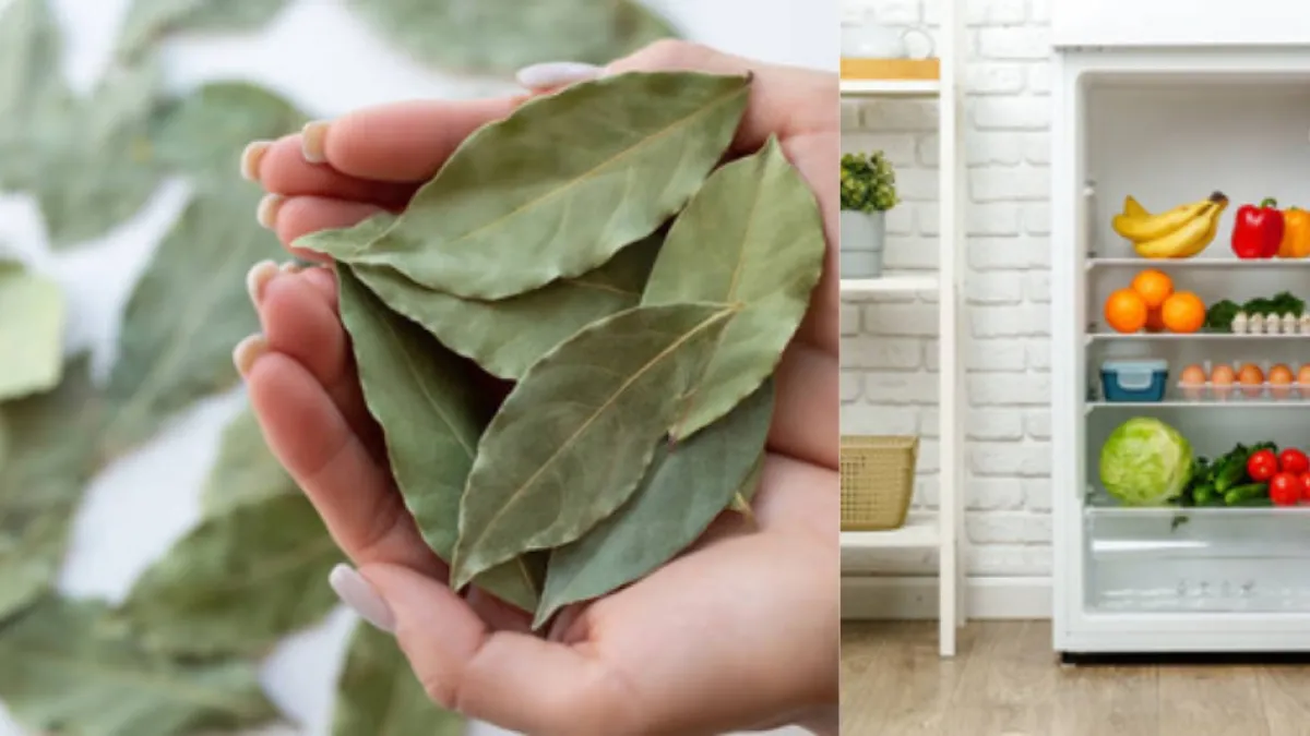 ¿Por qué recomiendan poner una hoja de laurel en la nevera? El truco casero que puede hacer