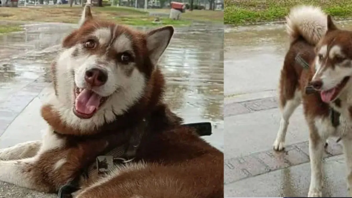 Un Husky se convirtió en el primer animal en México en recibir pensión de alimentos por parte de la pareja de su dueña