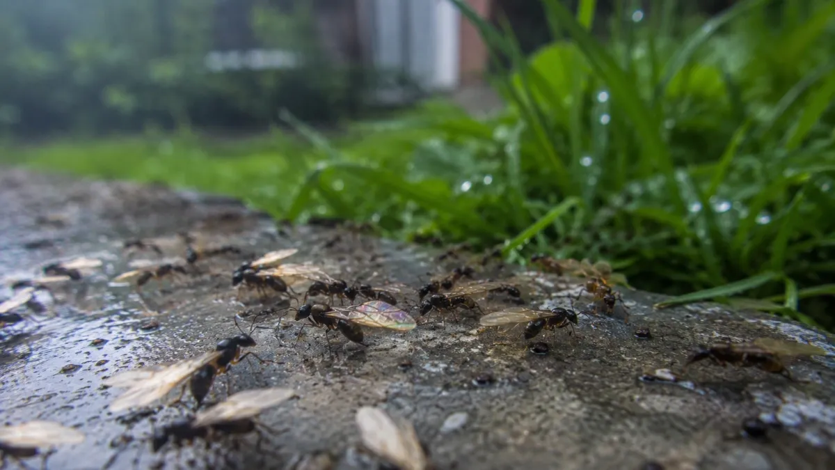 ¿Qué significa ver hormigas con alas en el jardín después de la lluvia y por qué aparecen en grandes cantidades?