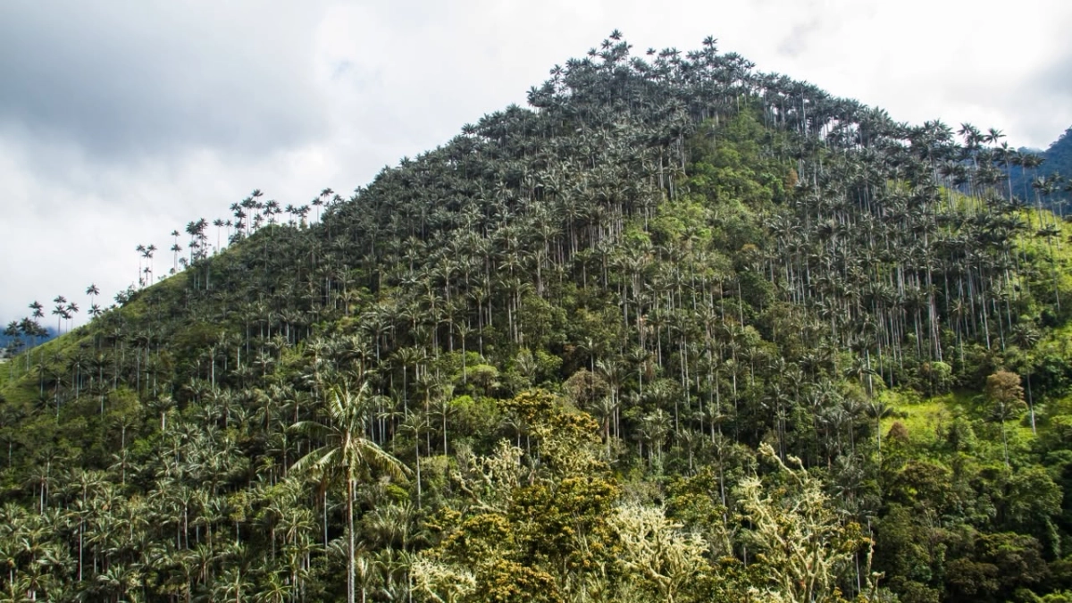 El bosque de palma de cera más grande del mundo no está donde todos lo fotografían