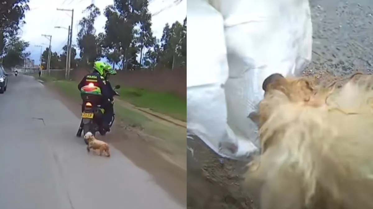 Video| Motociclistas y Policía se unieron en una maratónica carrera para rescatar una perrita en una carretera: este fue el desenlace