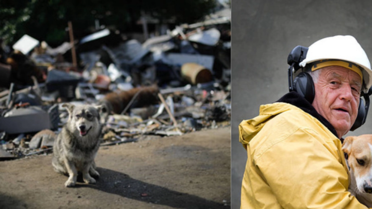 ¿Cómo ayudar a sus mascotas en caso de temblor? Estas son las recomendaciones para perros y gatos