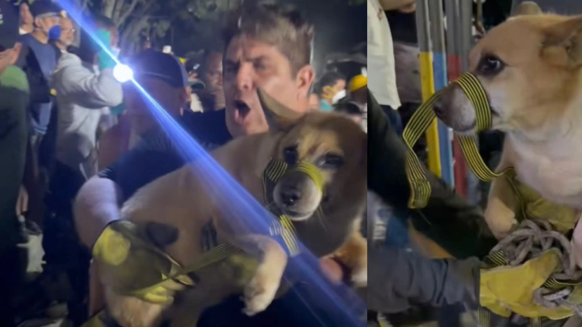 Dog Rescued Alive After Eight Hours Under Rubble in Cali Following Earthquake