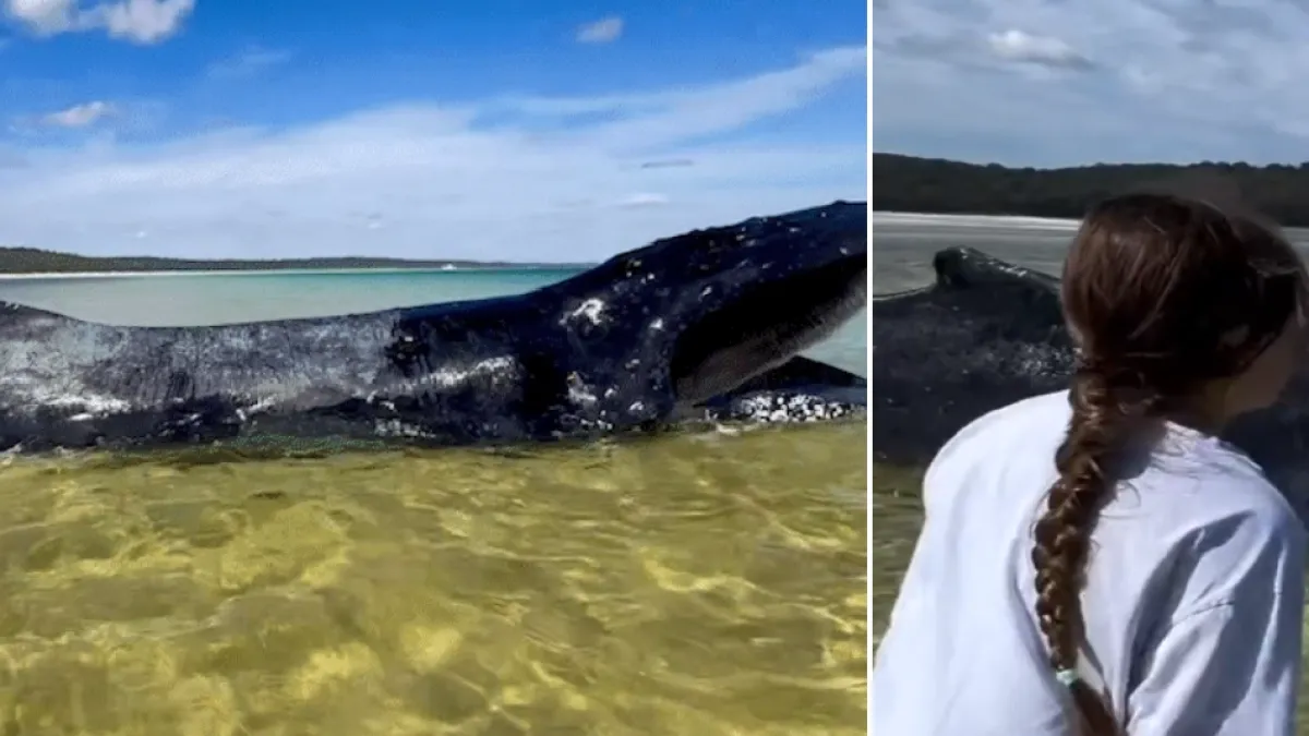 El emotivo gesto de una niña de 10 años que encontró una ballena jorobada varada y no dudó en ayudarla en Australia: 'Muchas mueren por varamientos'