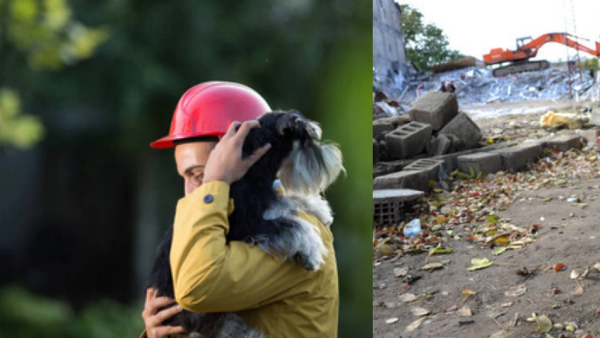 Así puede donar comida y artículos para mascotas afectadas por el terremoto en Colombia