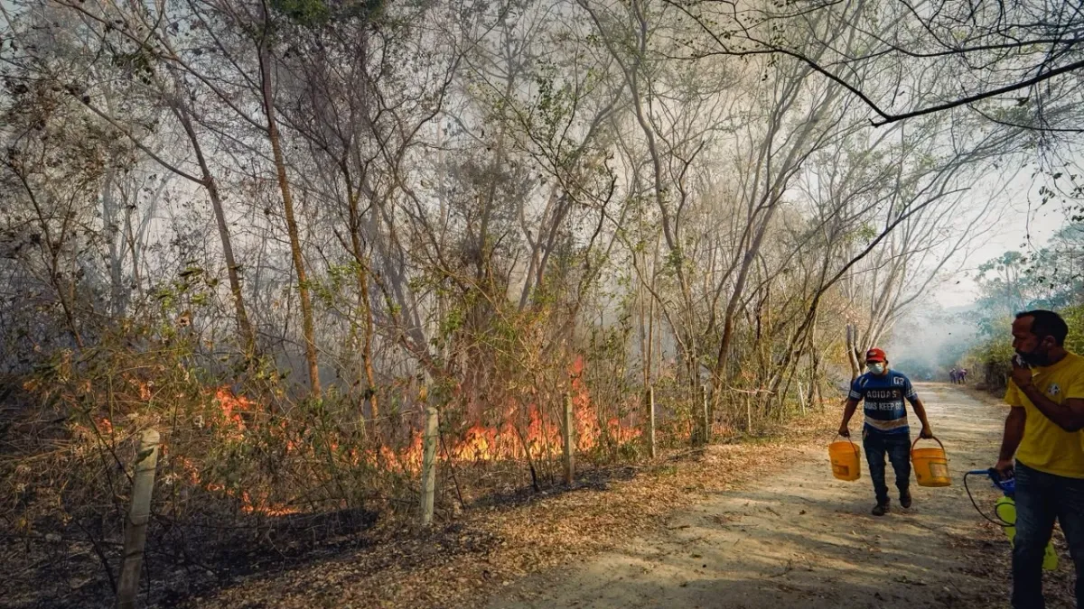 TOLIMA A FLAMES: El Fuego Devora el Departamento de la Inacción