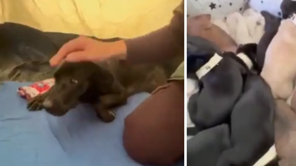 Perrita y sus diez cachorros sobreviven al sismo de 7,4 en Pereira