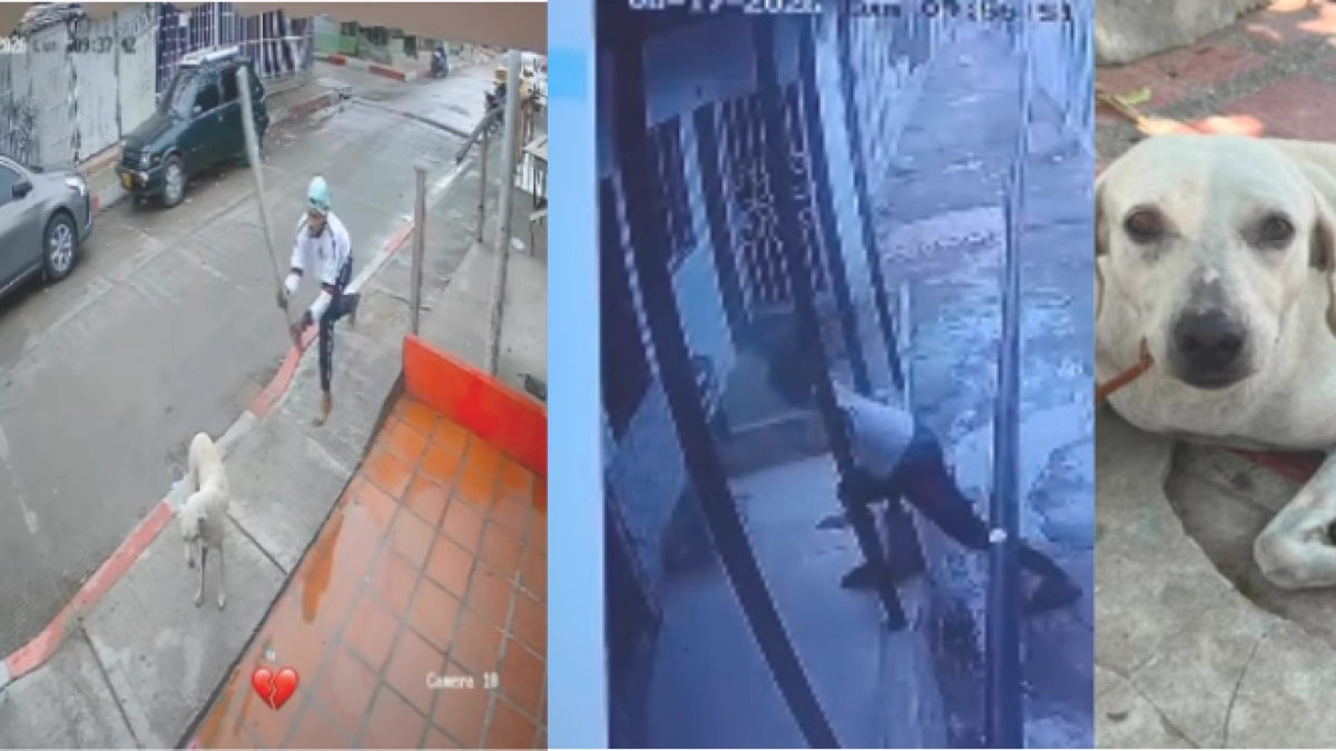 Indignación por aberrante caso de maltrato animal en Barranquilla: hombre atacó a un perro con un palo y luego intentó matarlo con un machete