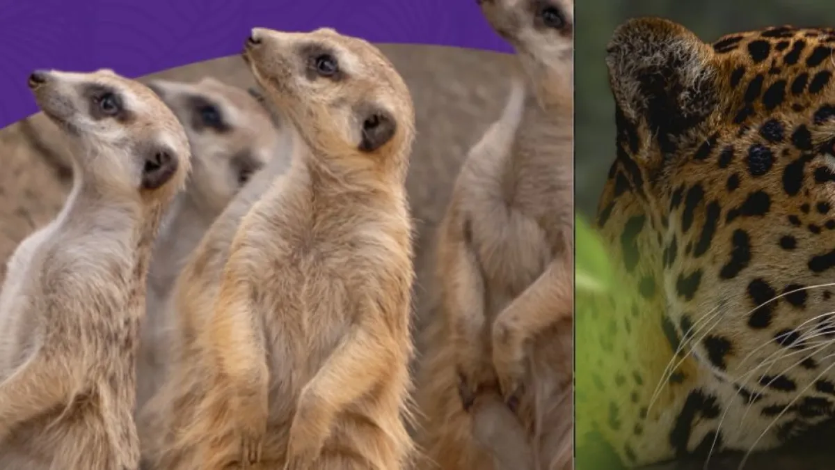 Bioparque Ukumarí pide ayuda para salvar a sus animales tras terremoto en Colombia: 'Conviértete en Guardián del Santuario'