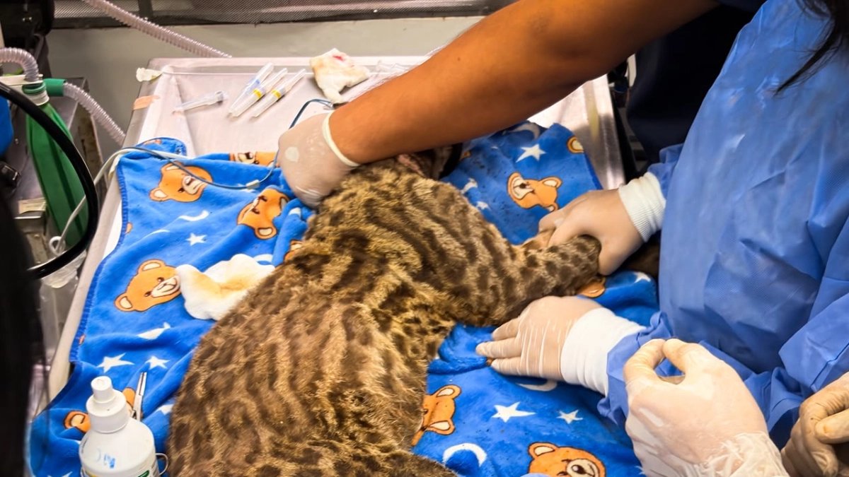 Fauna silvestre bajo el fuego de los incendios forestales en Tolima: veterinarios curan a ocelote que escapó del infierno en Mariquita