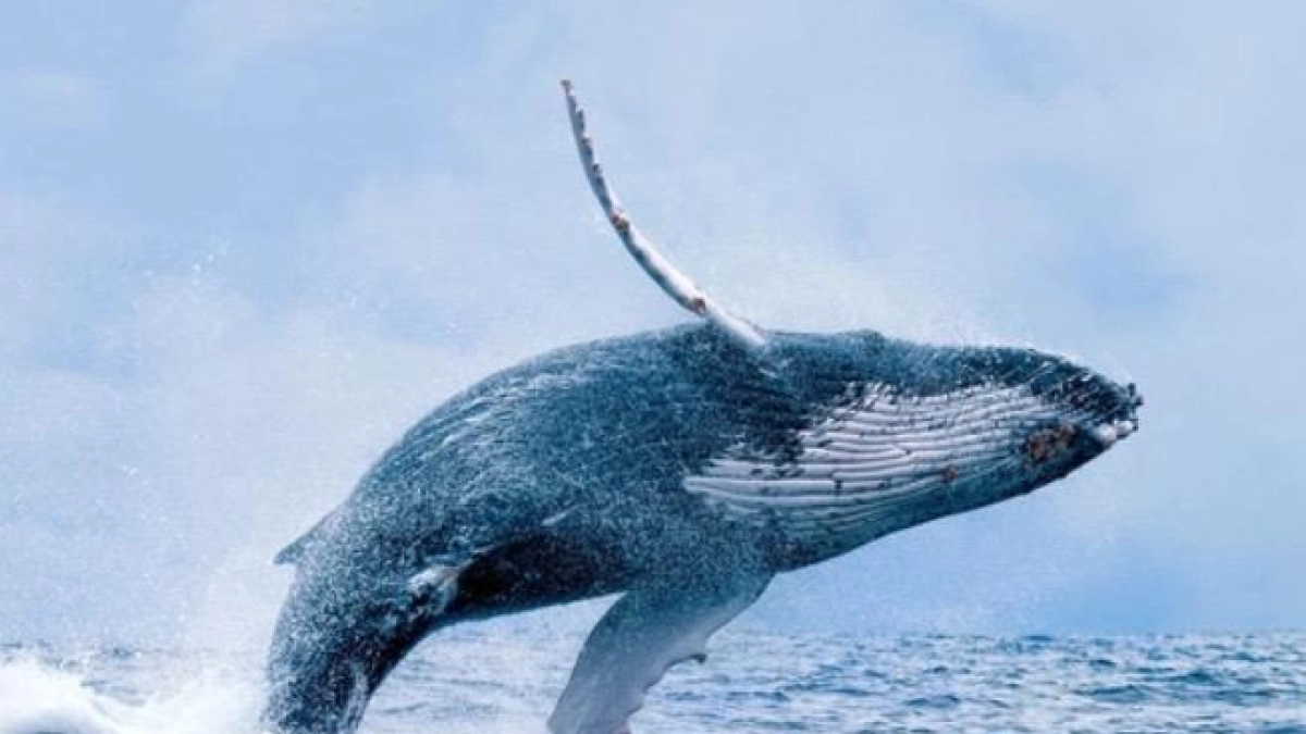De la tragedia a la reactivación: Buenaventura abre sus puertas al turismo de ballenas yubartas tras el sismo
