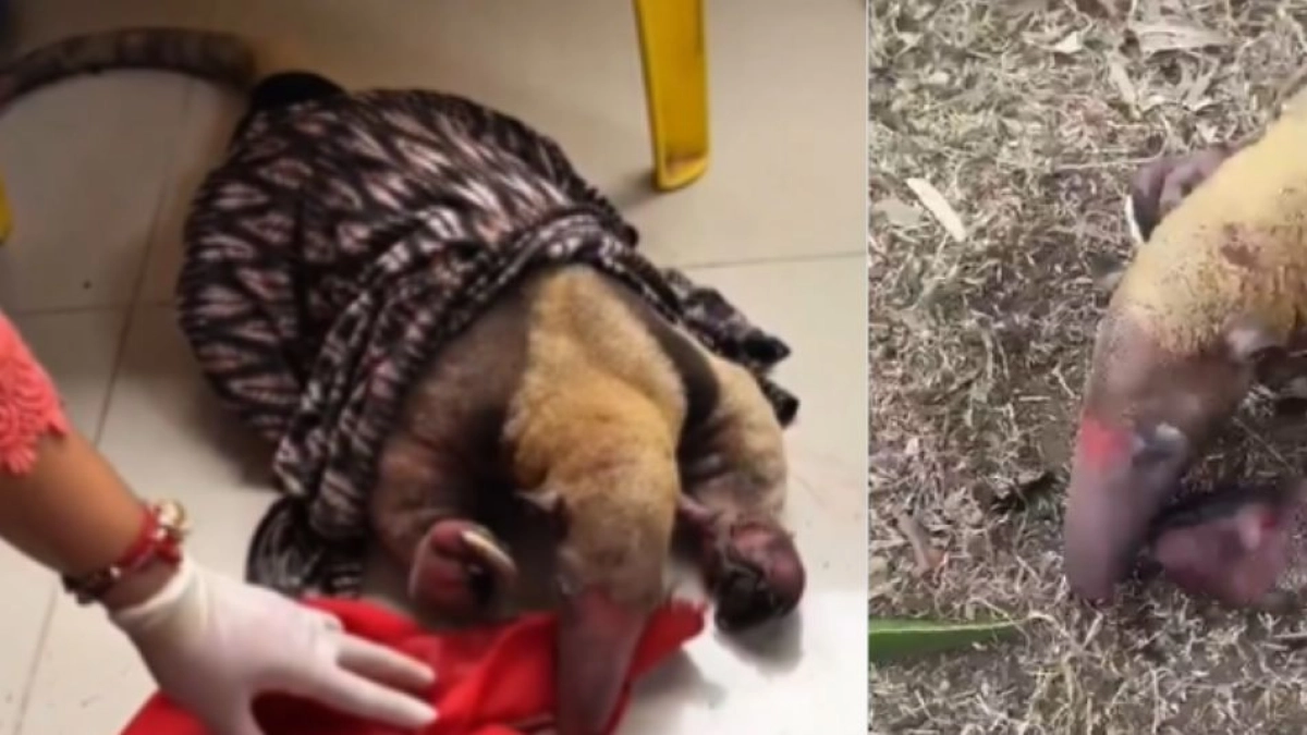Oso hormiguero fue rescatado de los incendios en Tolima: hay varios animales afectados