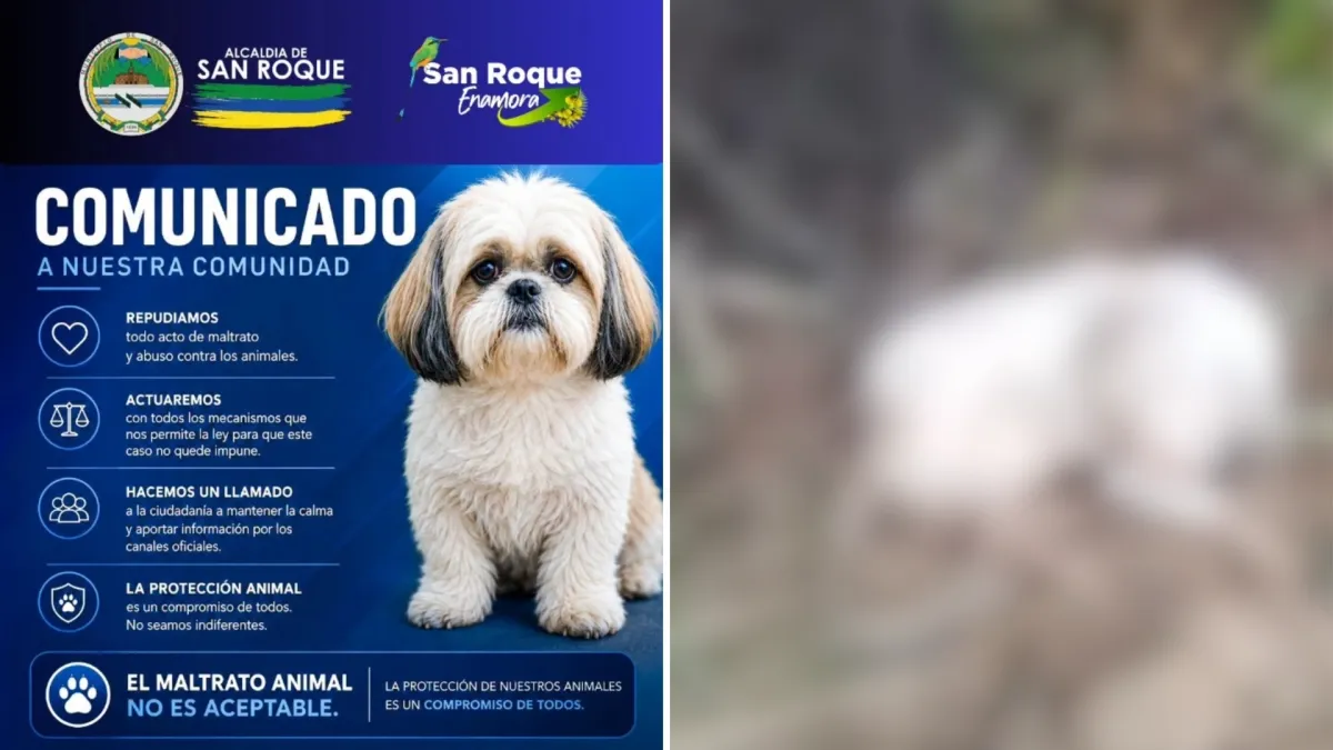 ¡Indignante! Una perrita falleció en San Roque, Antioquia, luego de ser abusada sexualmente y maltratada severamente