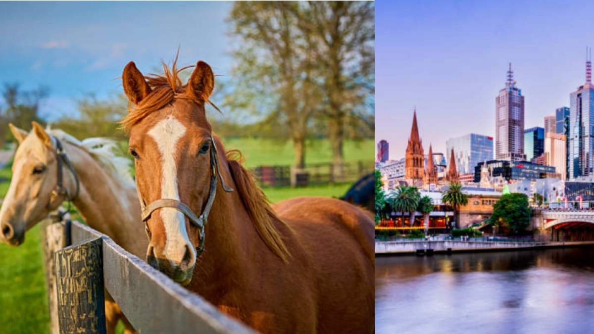 Australia busca voluntarios para cuidar caballos: ofrecen alojamiento, comida y otros beneficios