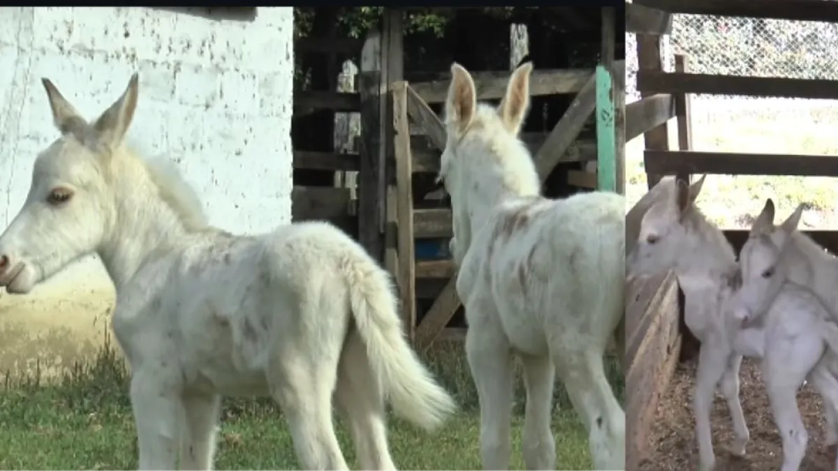 Nacieron mulas gemelas albinas en Antioquia, el extraño fenómeno sorprende al mundo: 'La naturaleza es hermosa'