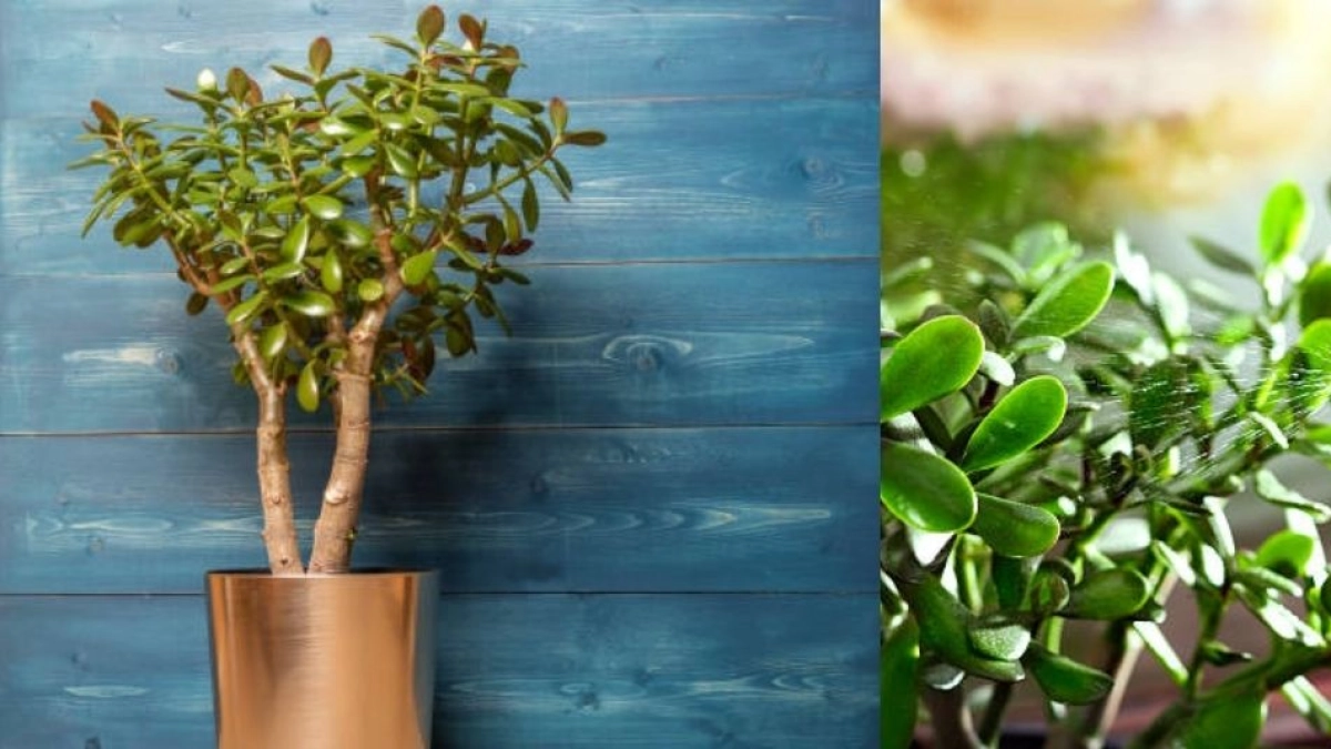 ¿Cómo hacer que el árbol de jade tenga hojas grandes y gruesas? Según expertos