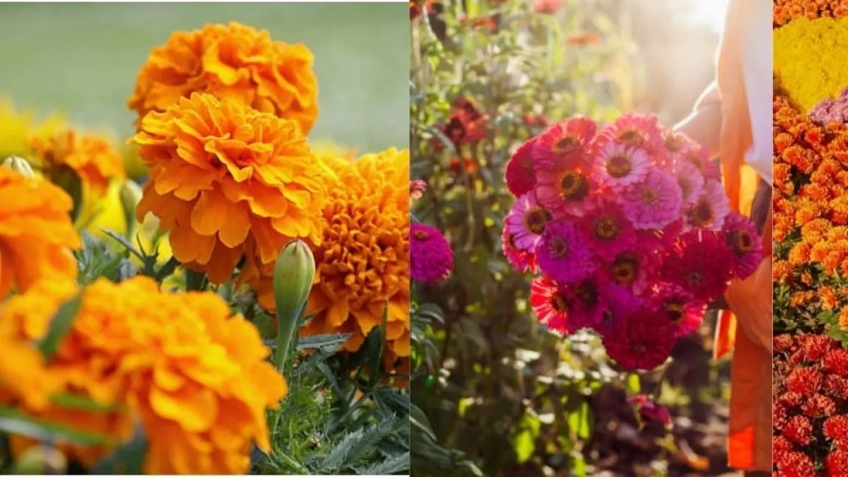¿Qué plantas de flor sembrar en septiembre para que duren hasta la próxima temporada, según expertos en jardinería?