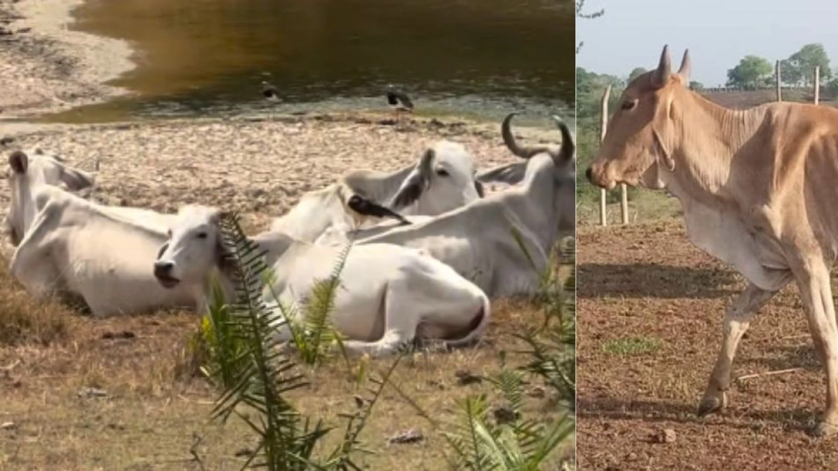 Campesinos del Tolima lanzan alerta por la escasez de comida para animales tras incendios forestales: denuncian que el ganado se está muriendo