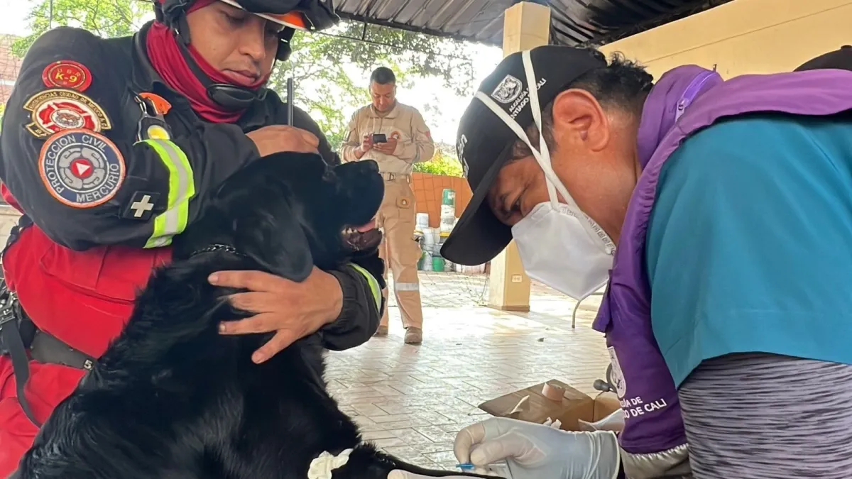 Advierten por presunta estafa con línea de WhatsApp asociada al Centro de Bienestar Animal en Cali: el caso ya está en la Fiscalía