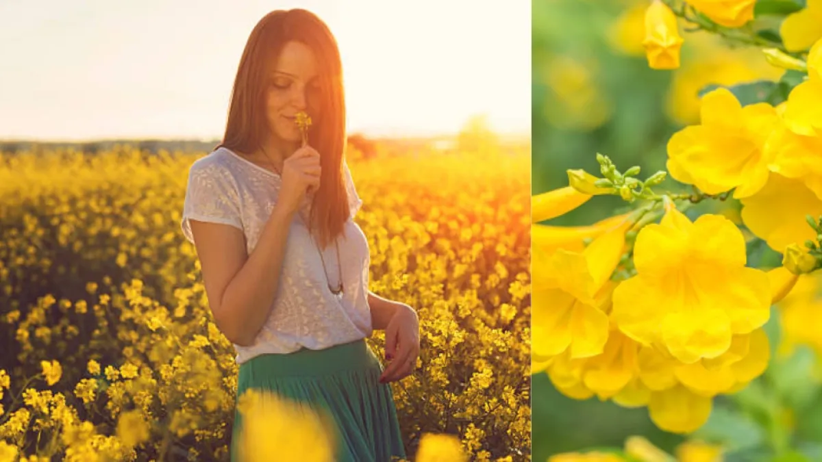 Flores amarillas en septiembre: significado, origen de la tradición y cuándo se regalan