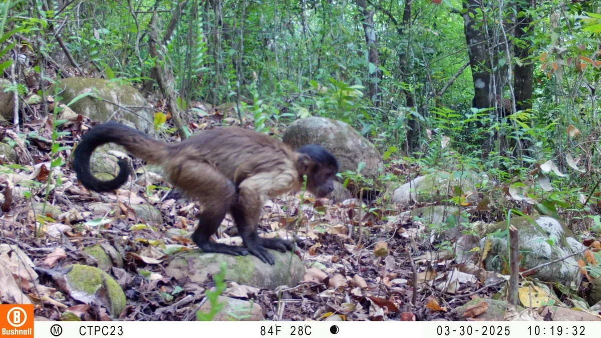 Pérdida de biodiversidad está estrechamente relacionada con forma en que se producen alimentos, se genera energía y se orientan recursos financieros