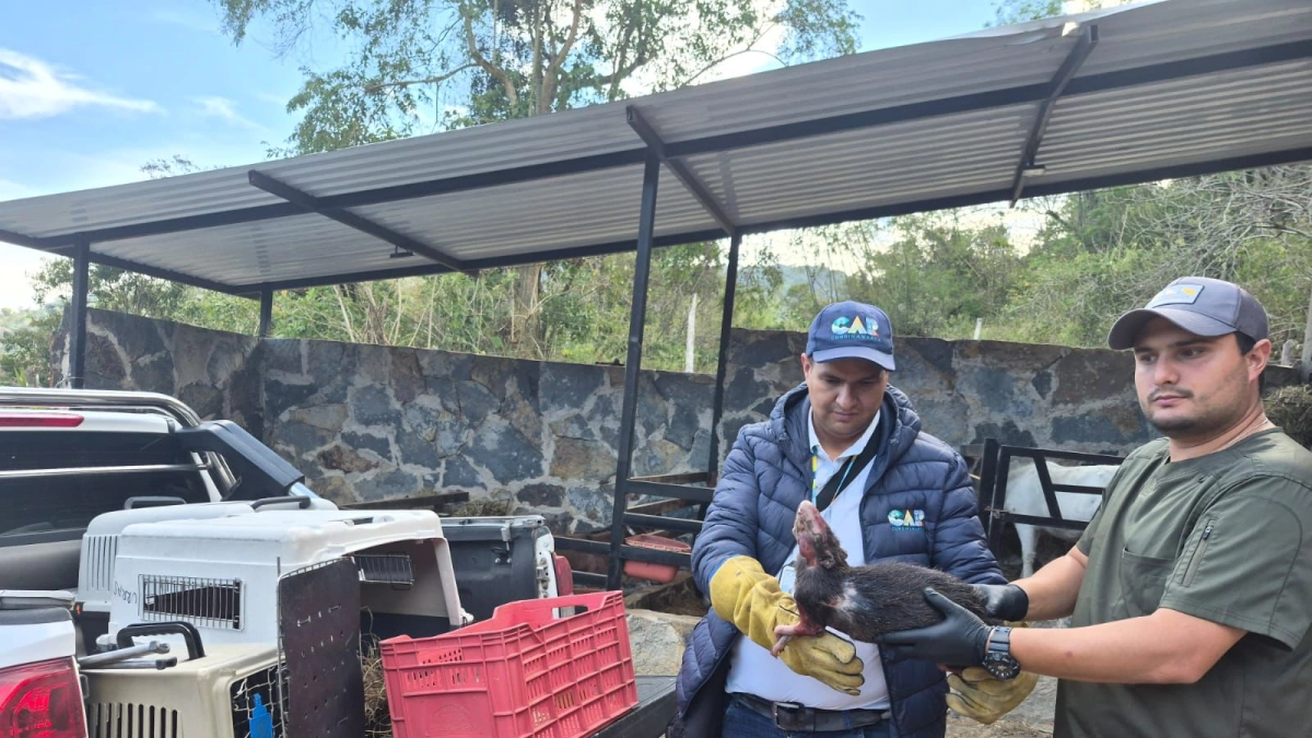 Once animales silvestres murieron tras los incendios que arrasaron 1.512 hectáreas en Cundinamarca