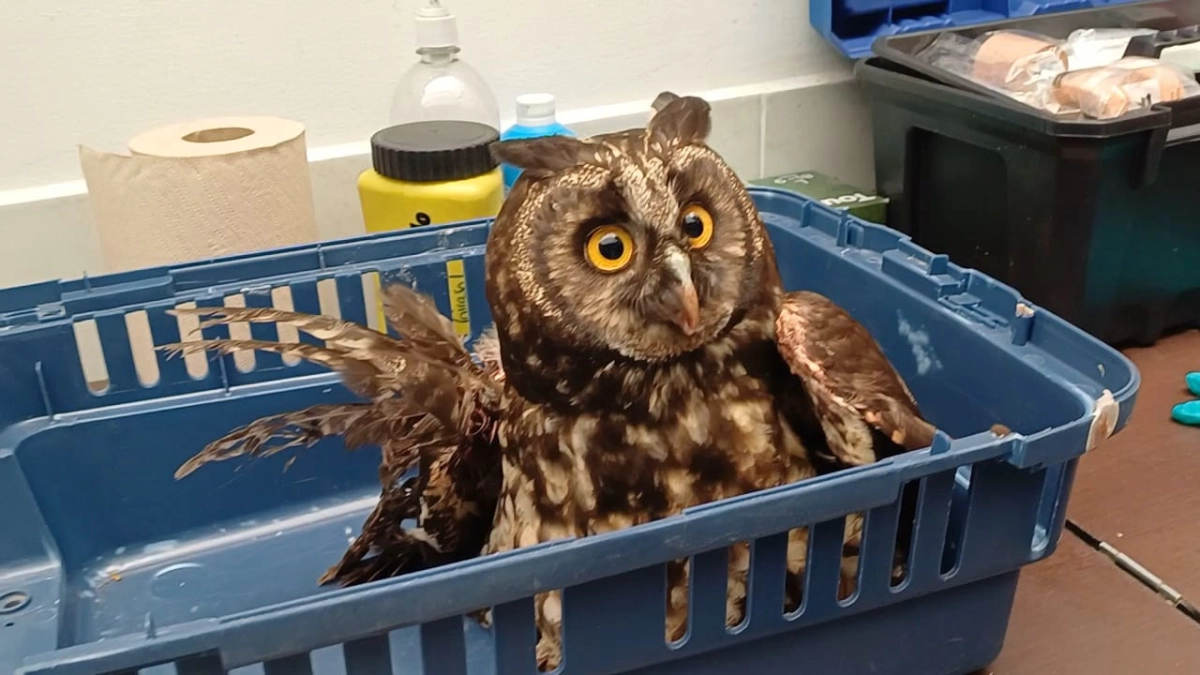 26 animales silvestres, entre un oso hormiguero, búhos, tortugas y crías de zarigüeya, fueron rescatados en Cundinamarca
