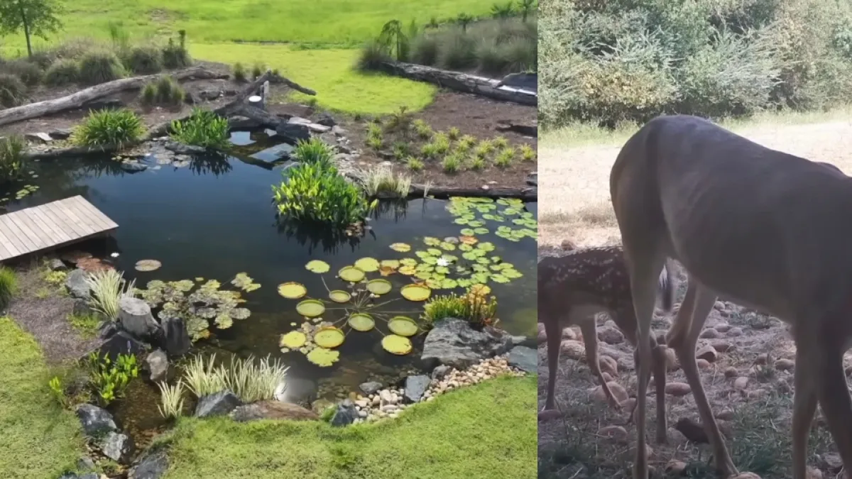 Creó un lago para criar peces y terminó convirtiéndolo en un paraíso: 1.000 días después, llegaron águilas, ciervos y búhos
