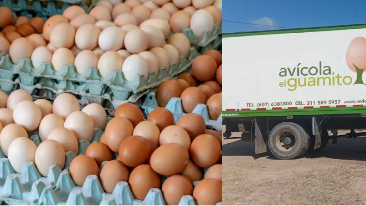 180.000 huevos, cuatro furgones y 15 hombres armados: este fue el millonario robo a una granja avícola del Atlántico que fue frustrado por la Policía