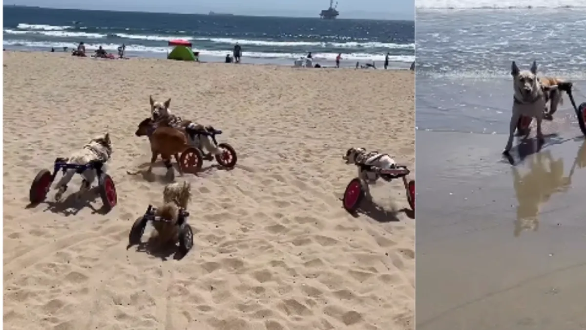 Perritos en sillas de ruedas conquistaron la playa: corrieron, jugaron y se metieron al mar en un video que conmueve las redes