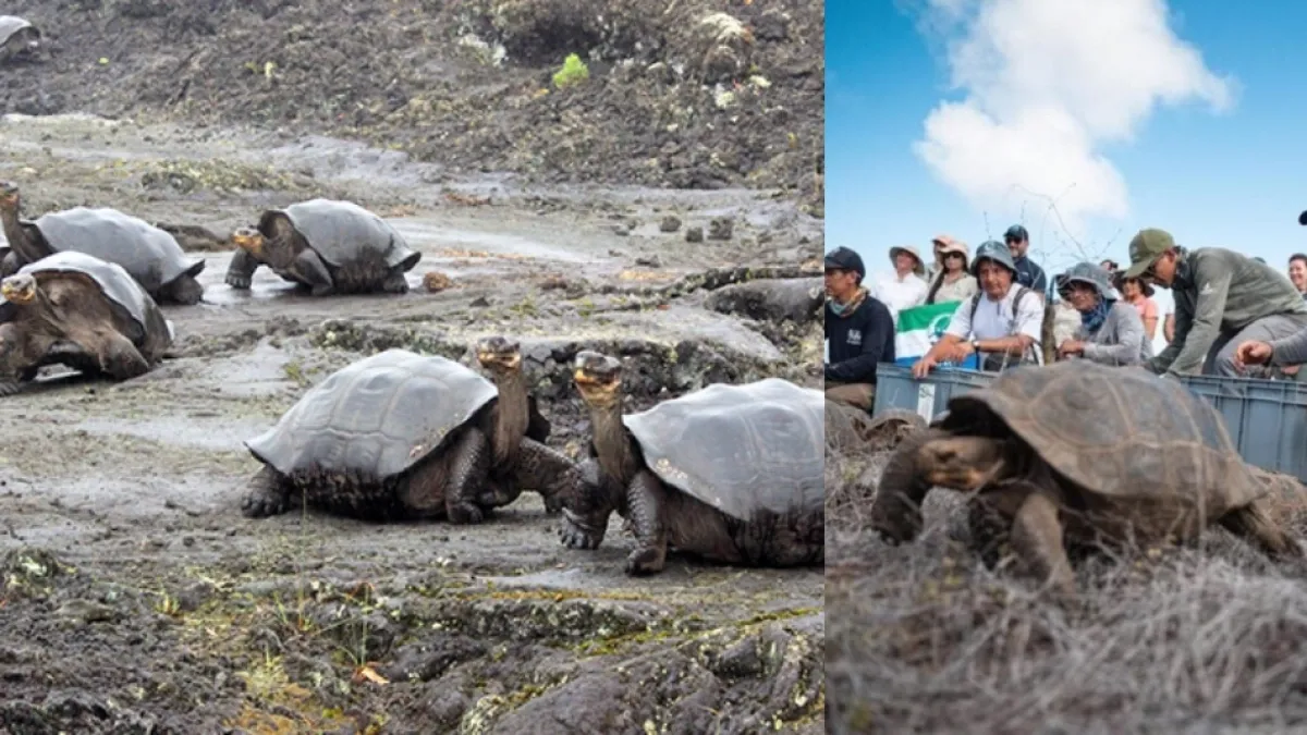 Las ‘tortugas alienígenas’ que regresaron a Galápagos después de desaparecer de una isla hace más de 100 años