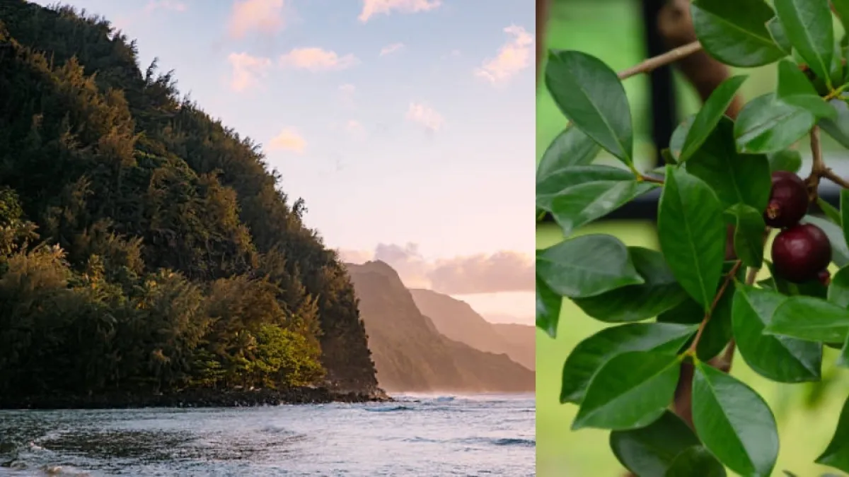 Lo plantaron para alimentar a la población en Hawái y terminó siendo una planta invasora: 200 años después combaten este árbol con drones e insectos