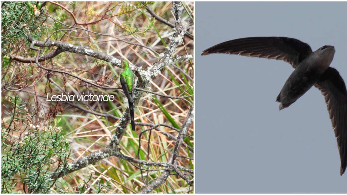 Estas son las dos nuevas especies de aves que fueron registradas por primera vez en el Huila