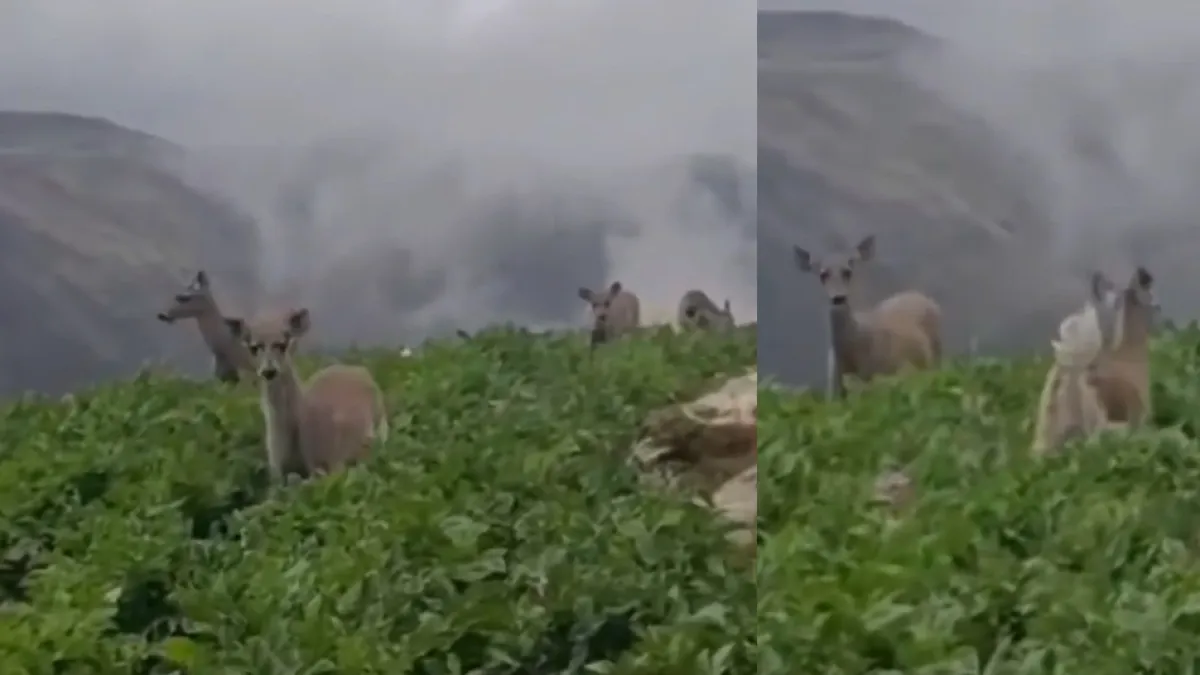 Avistan varios venados cola blanca en el páramo del Almorzadero: fueron captados en video y dan esperanza sobre la especie