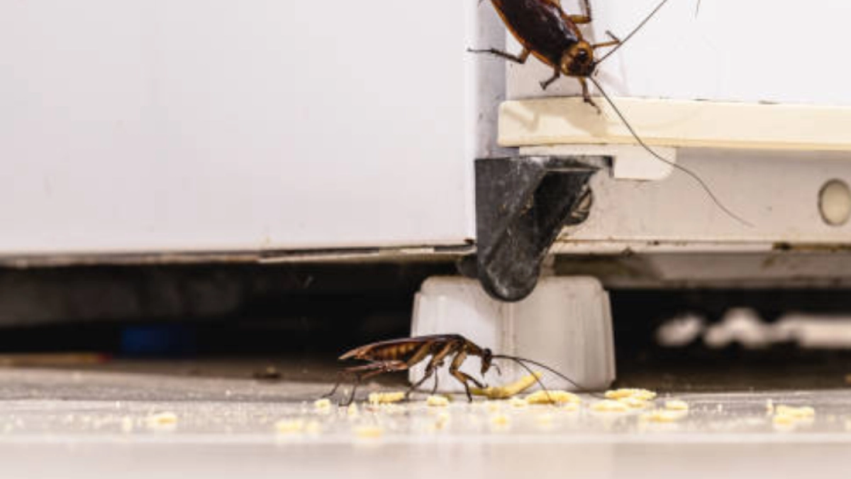 ¿Cómo prevenir una infestación de cucarachas en su casa y dónde se esconden?