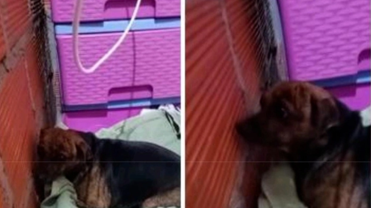 Por primera vez en Colombia envían a la cárcel a hombre que habría cometido zoofilia tras entrada en vigor de nueva ley: el caso sucedió en Santander
