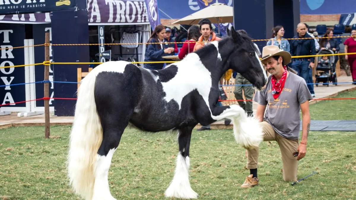 Doma respetuosa y terapias con caballos, el foco del congreso mundial que busca posicionar a Colombia: todo lo que debe saber sobre el evento