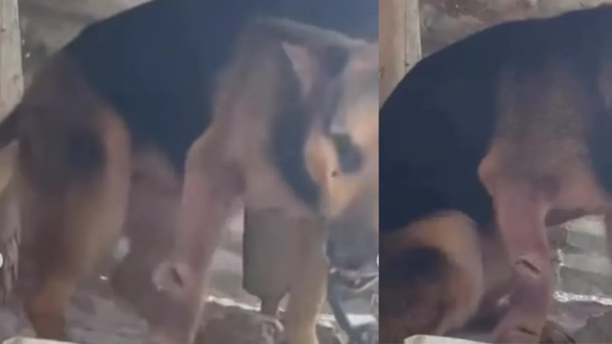 Buscan al responsable de atacar varias veces con un machete y arrancarle los dientes una perrita en Antioquia: ofrecen millonaria recompensa