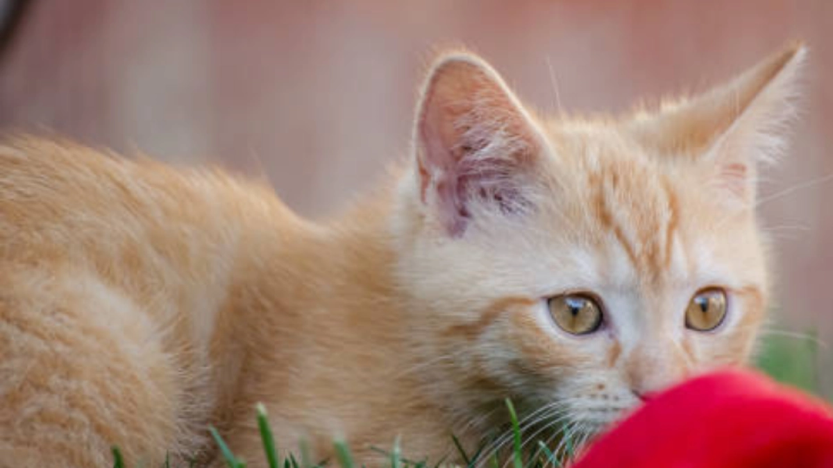Veterinario explica el comportamiento de los gatos naranjas y su forma de actuar ante lo desconocido