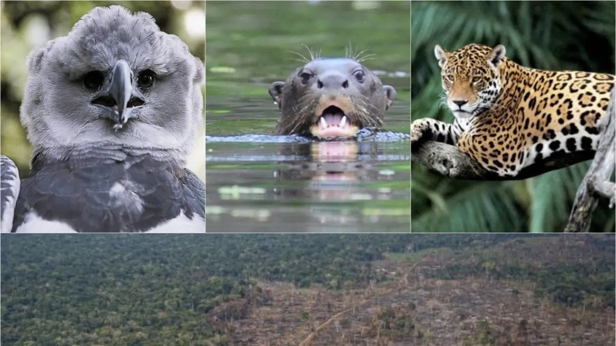 El jaguar, la nutria gigante y el águila arpía: las especies icónicas de la Amazonia colombiana que están perdiendo su hábitat por la deforestación