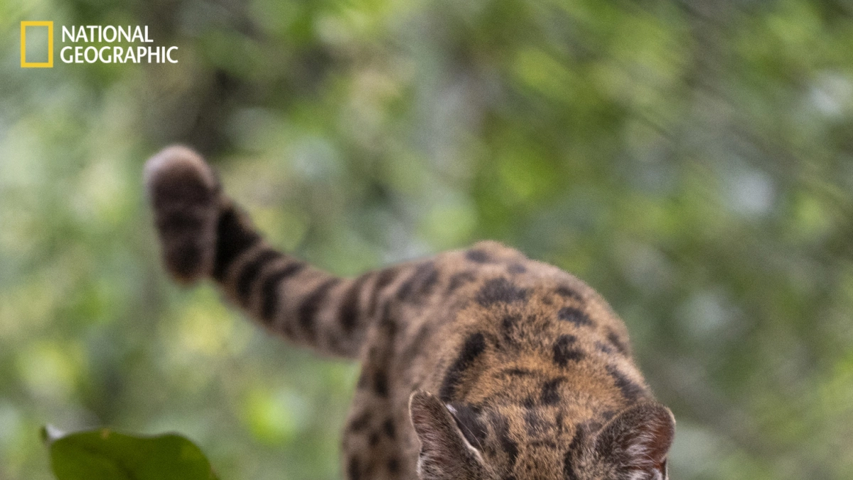 América Latina tiene una nueva especie de gato silvestre: es boliviano y habita en el bosque nuboso de los Yungas