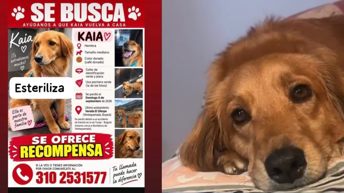 Familia que sufrió un accidente de tránsito en la vía Bogotá-Tunja busca recuperar a su perrita Kaia que desapareció tras el siniestro: esto se sabe