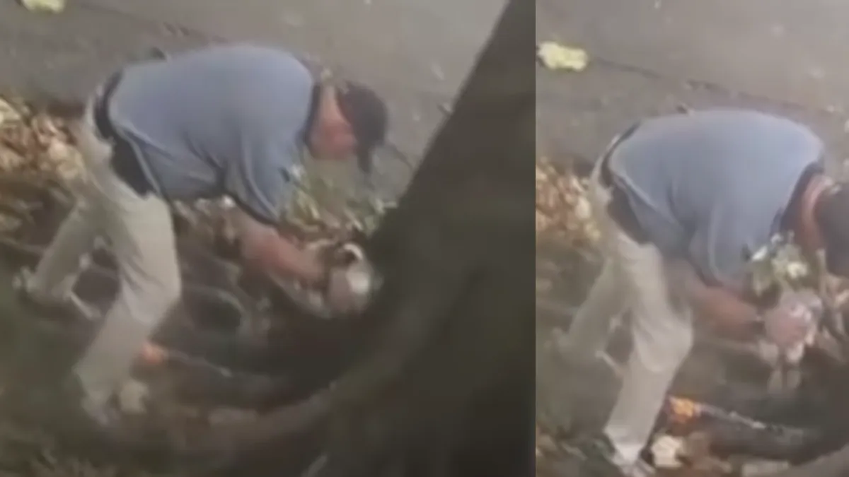 Habitantes de Medellín denuncian que estarían secando un árbol con aceite quemado o gasolina para justificar su tala: ¿cuál es la multa?