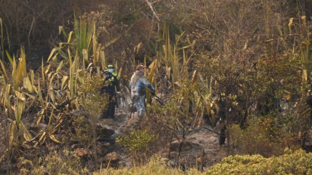 Incendio en Villa de Leyva deja graves afectaciones a los animales del Santuario de Iguaque: Corpoboyacá está 'en búsqueda de especies silvestres'