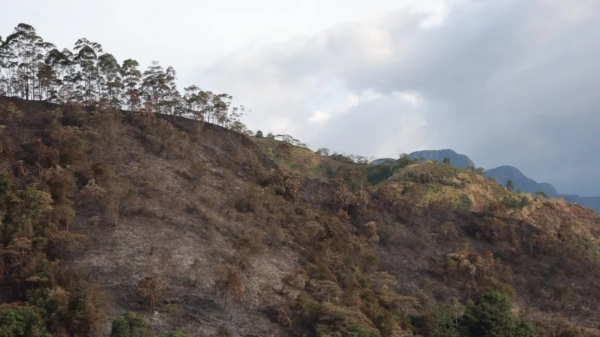 Incendios en Colombia: ¿cuáles son las penas a las que se arriesgan quienes provocan estas emergencias?