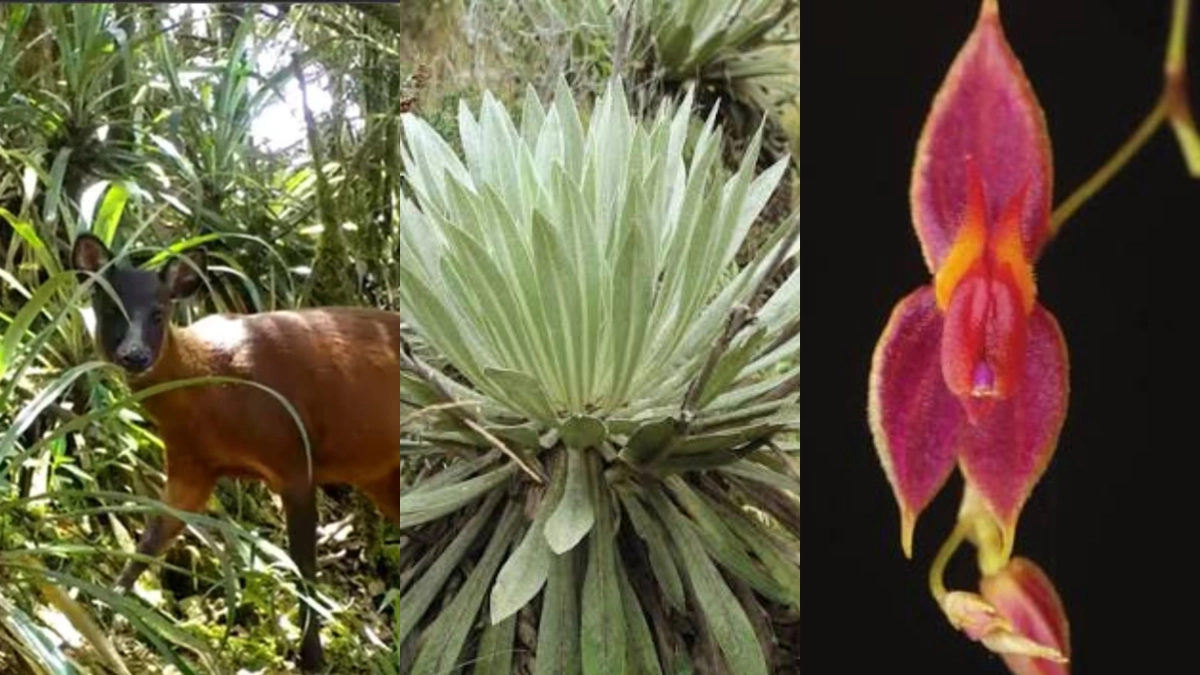El frailejón tunjano, el venado soche, la orquídea Lepanthes bachue y el agua: la riqueza natural que está en riesgo por incendio en Iguaque