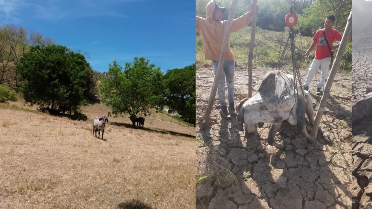 Crisis ganadera golpea al Caribe colombiano: El Niño deja más de 17.000 animales muertos y 1,7 millones de hectáreas afectadas