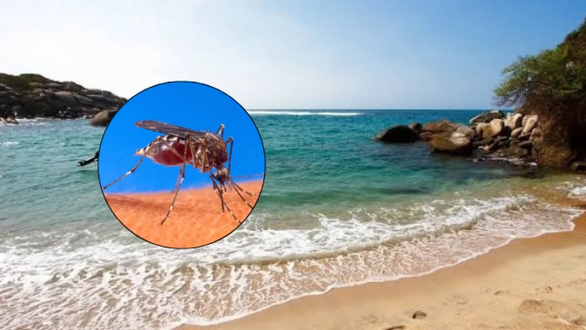 Llamado a la prevención para quienes deseen viajar al Caribe en la semana de receso: expertos alertan por los efectos conjuntos del dengue y El Niño
