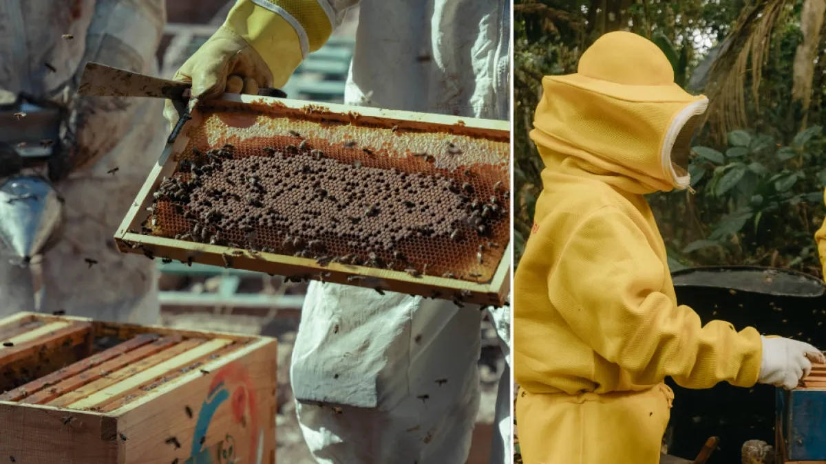 ¿Por qué robaron más de 800.000 abejas de 44 colmenas en Australia? Los ladrones se llevaron panales con crías, huevos y la reina