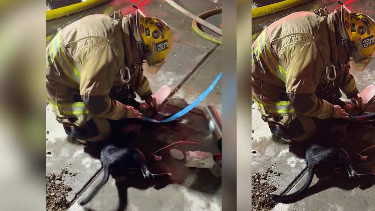 Video | Bomberos rescatan a dos perros de un incendio en una vivienda en Arizona: lograron reanimarlos tras la grave emergencia que los afectó